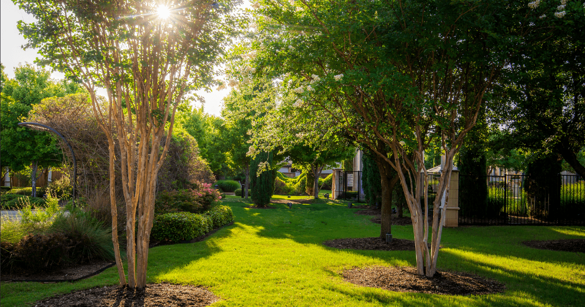 3 Tips for Good Tree Care (And What to Do If There’s A Problem