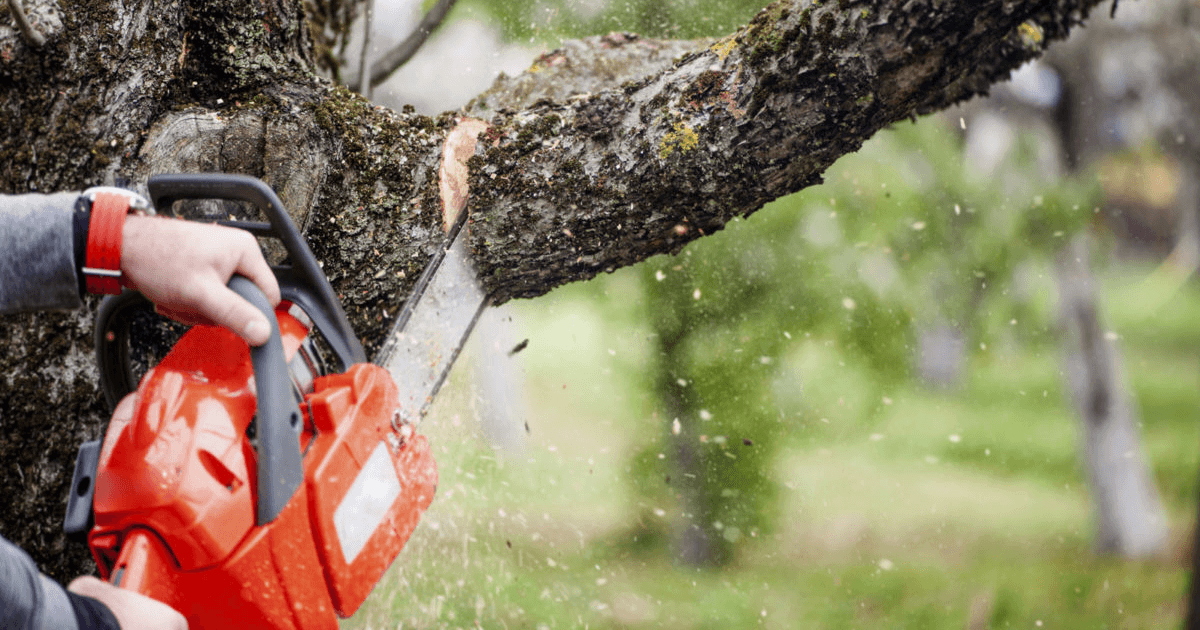 How to Remove a Tree in Dallas (and Why Hiring a Pro Matters