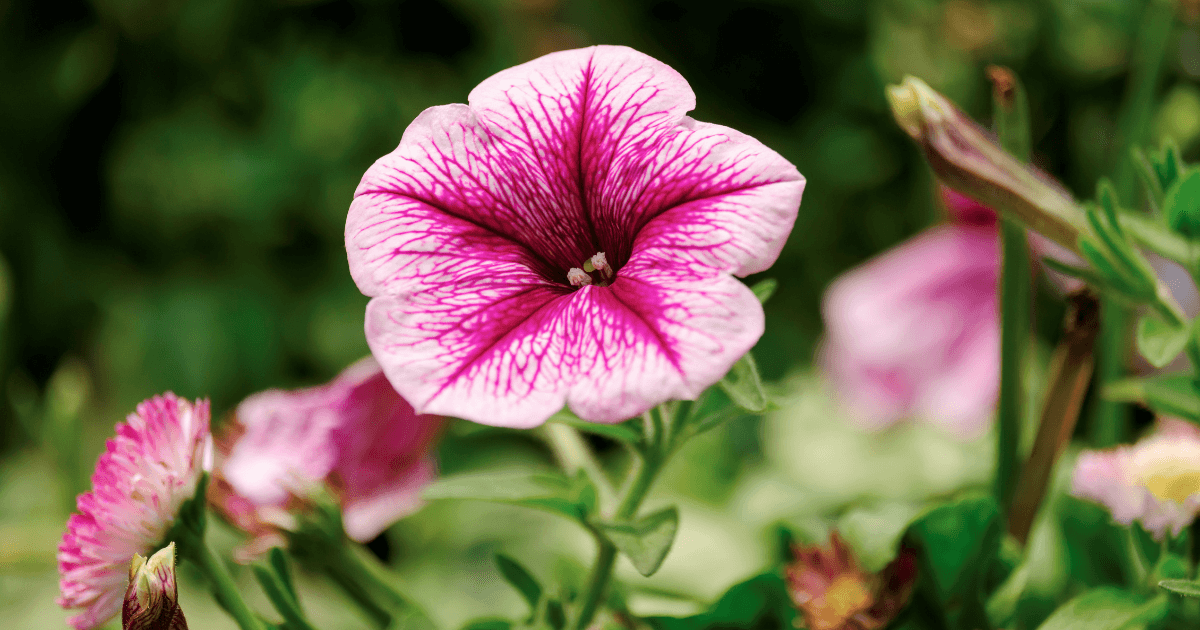 What to Plant in April in Texas (8 Flowers You’ll Love) Landscape